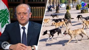 أشرف ريفي يحذر من تفاقم ظاهرة الكلاب الشاردة في طرابلس أشرف ريفي يحذر من تفاقم ظاهرة الكلاب الشاردة في طرابلس