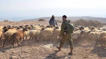 راع ينجو من النيران الإسرائيلية! راع ينجو من النيران الإسرائيلية!