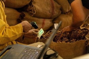 الريجي: سنبدأ في 22 أيلول الحالي عملية استلام محاصيل التبغ لسنة 2026 من بلدة رميش وجوارها الريجي: سنبدأ في 22 أيلول الحالي عملية استلام محاصيل التبغ لسنة 2026 من بلدة رميش وجوارها