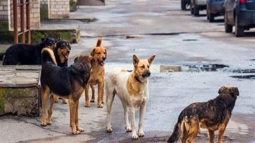 ظاهرة في شوارعنا والحل موجود... فهل يطبق؟ ظاهرة في شوارعنا والحل موجود... فهل يطبق؟