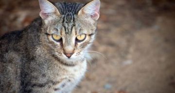 طعم غريب ورائحة لا تنسى.. قهوة الصراصير والنمل تكتسح الصين!