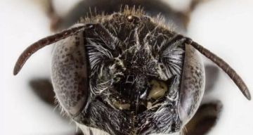 كيف يتفاعل الدماغ مع نتائج مباريات كرة القدم؟