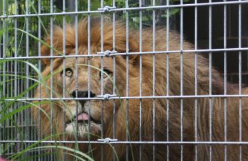 ليبيا.. مفاجأة قوية بانتظار صاحب مزحة الأسد مع عامل مصري ليبيا.. مفاجأة قوية بانتظار صاحب مزحة الأسد مع عامل مصري