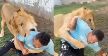 عقب مشاهد أثارت غضبا عارما.. عامل مصري يوضح تفاصيل فيديو إطلاق الأسد نحوه في ليبيا (فيديوهات)