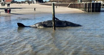 نبوءة بابا فانغا تعود إلى الواجهة بعد فتح ترامب ملفات الأجسام الطائرة المجهولة