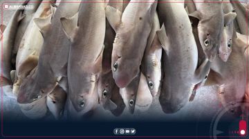 شينخوا تنشر صورا من فعاليات معرض ليبيا السابع للأغذية في طرابلس شينخوا تنشر صورا من فعاليات معرض ليبيا السابع للأغذية في طرابلس