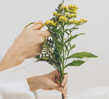 تعرفي إلى فوائد زهرة الهيليكريسيوم وقدرتها على تجديد البشرة تعرفي إلى فوائد زهرة الهيليكريسيوم وقدرتها على تجديد البشرة