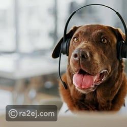 اختبارات معرفية تكشف سر عبقرية بعض الكلاب!