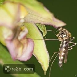 فطر برائحة الأزهار يجذب البعوض ويقضي عليه بأمان