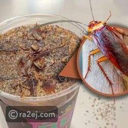 ابتكار غريب في الصين.. متحف للحشرات يطرح قهوة بنكهة الحشرات