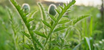 نبتة حليب الشوك ماذا نعرف عنها؟