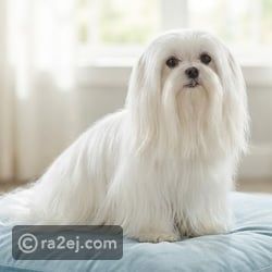 10 سلالات من الكلاب تعيش عمرا طويلا وتتمتع بصحة جيدة