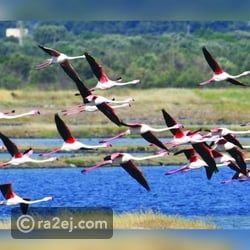 أجنحة السماء: كيف ألهمت الطيور المهاجرة الثقافة والفلكلور