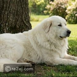 تعرف على أفضل كلاب الحراسة المعروفة بالولاء والشجاعة