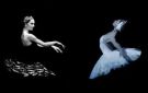 البجعة التي ابتلعت صاحبتها: رحلة الانهيار في Black Swan