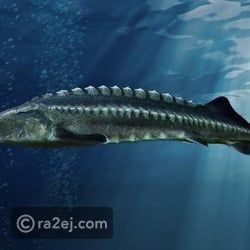 أقدم 10 كائنات حية على وجه الأرض.. بقاء استمر ملايين السنين