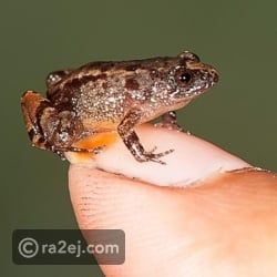 تعرف على أصغر 10 حيوانات في العالم.. أحجام لا تصدق