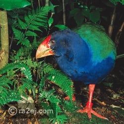 بالصور.. 10 حيوانات اعتقدوا أنها منقرضة ثم عثروا عليها حية