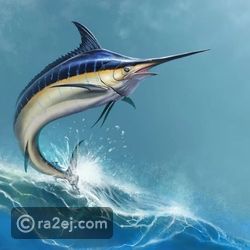 أسرع سمكة في العالم.. تعرف على أسطورة عالم البحار