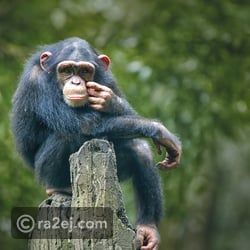 قرد يثير الذعر في تركيا.. يهاجم المنازل لسرقة الطعام