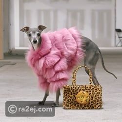 الكلبة الأكثر أناقة في العالم.. تحولت إلى رمز للموضة والجمال