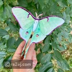 10 كائنات عمرها أقل من أسبوع.. تنمو وتبلغ وتتكاثر وتموت