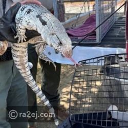 شاهد: العثور على سحلية عملاقة في كاليفورنيا.. طولها 4 أقدام