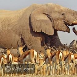 شاهد لحظة إنقاذ فيل لغزالة صغيرة من الغرق.. مشهد يأسر القلوب شاهد لحظة إنقاذ فيل لغزالة صغيرة من الغرق.. مشهد يأسر القلوب