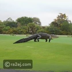 تمساح ضخم يثير الذعر بالولايات المتحدة.. يشتبه بأنه ديناصور