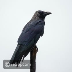 لا تؤذي الغربان لأنها تستطيع تذكر وجهك لمدة 17 عاما.. احذر