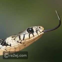 روائح تمنع الثعابين من دخول البيوت والحدائق.. فعالة للغاية