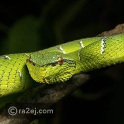 فلبيني يثير الجدل باستخدام لدغات الأفاعي السامة لعلاج المرضى