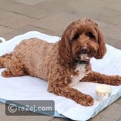 طلاب مدرسة إعدادية يصممون طرفا صناعيا لمساعدة كلب مصاب بشلل