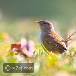 مئات الطيور مهددة بالانقراض في السنوات القادمة.. ما السر؟