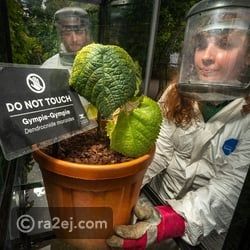 أكثر نبات سام في العالم.. يشبه السبانخ ويسبب ألما حتى الموت