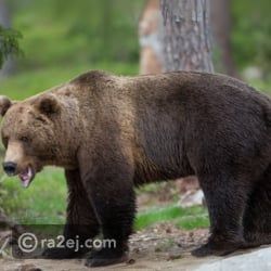 مأساة برومانيا: دب يهاجم سائحا حتى الموت والشرطة ترد بالرصاص مأساة برومانيا: دب يهاجم سائحا حتى الموت والشرطة ترد بالرصاص