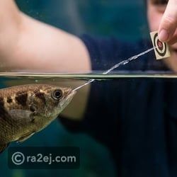 قدرات خارقة تتمتع بها بعض الحيوانات لن تصدقها