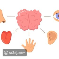 حوار بين حواس: اجتماع الحواس الخمس في عالم واحد