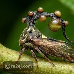 10 حشرات غريبة في العالم تشبه الكائنات الفضائية