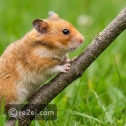 11 نوعا من الحيوانات معروفة بأنها تأكل من جنسها