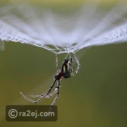 لهاذ السبب خيوط العنكبوت أقوى من الفولاذ!