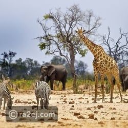 حقائق من حول العالم عن الحياة البرية