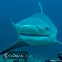 دراسة: وجه آخر لقرش الثور العدواني تجاه البشر ...كيف؟