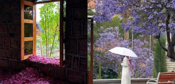 جمال فصل الربيع يتجلى بأبهى الصور في هذه الوجهات السعودية