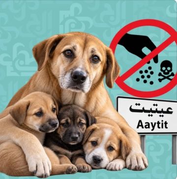 تسميم كلاب في عيتنيت.. الأهالي يطالبون بالتحقيق والبلدية في مرمى الانتقادات