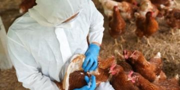 إعدام 130 ألف طائر في ألمانيا بسبب تفشي إنفلونزا الطيور  إعدام 130 ألف طائر في ألمانيا بسبب تفشي إنفلونزا الطيور