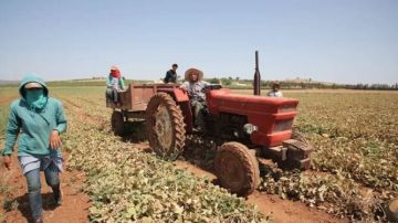إيطاليا تستعد لاستقدام 200 عامل زراعي من المغرب إيطاليا تستعد لاستقدام 200 عامل زراعي من المغرب