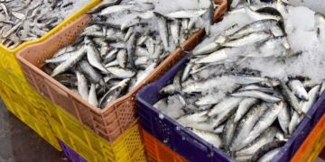 ارتفاع غير مسبوق في أسعار السردين داخل الأسواق المغربية ارتفاع غير مسبوق في أسعار السردين داخل الأسواق المغربية