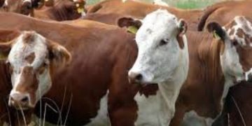 قرار جديد لإسبانيا بشأن تصدير الأبقار الحية إلى المغرب قرار جديد لإسبانيا بشأن تصدير الأبقار الحية إلى المغرب