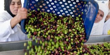 موسم زيتون استثنائي.. إنتاج مضاعف يبعث الأمل في استقرار الأسعار بعد موجة الغلاء موسم زيتون استثنائي.. إنتاج مضاعف يبعث الأمل في استقرار الأسعار بعد موجة الغلاء